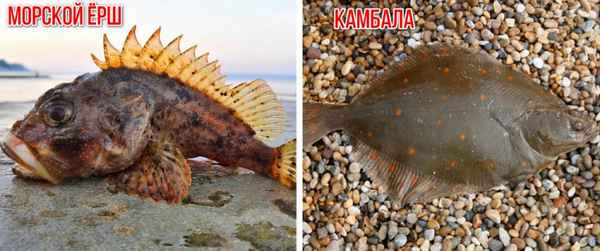 Чем отличается морской ёрш от камбалы