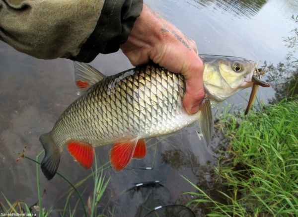 Ловля голавля