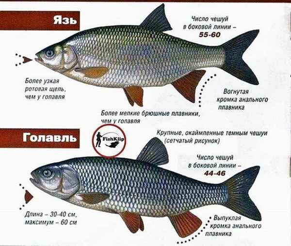 Как отличить голавля от язя