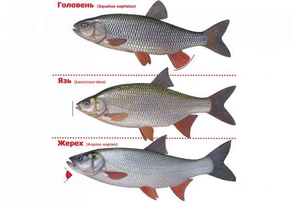 Отличия между рыбами: жерех, язь и голавль