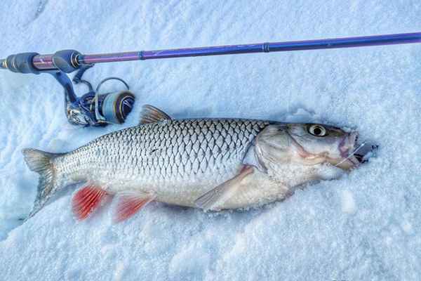 Особенности ловли голавля в зимний период