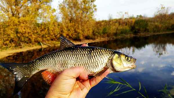 Осенняя рыбалка на голавля