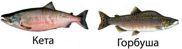 Чем отличается кета от горбуши