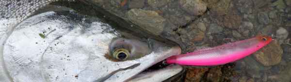 Ловля горбуши: сроки и особенности процесса