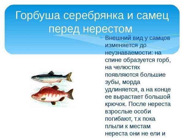 Сроки и другие особенности нереста горбуши