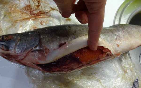 Как определить, в какой горбуше есть икра