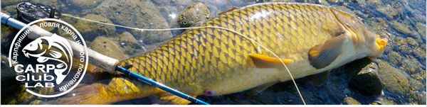 Рыбалка на сазана в Московской области