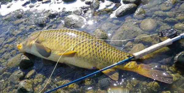 Рыбалка на сазана в августе