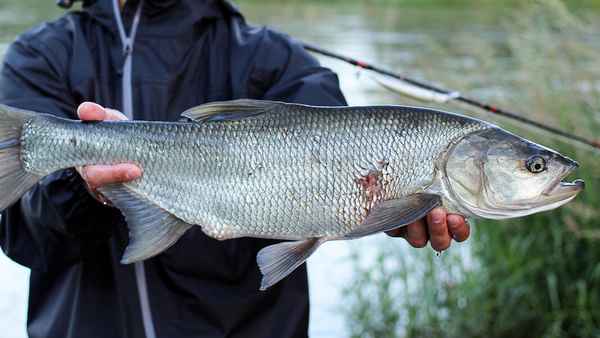 Рыба жерех: костлявая или нет