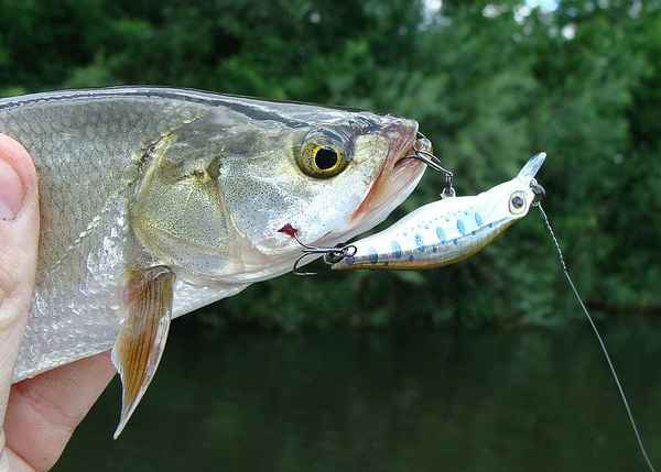 Рыбалка на жереха: как и на что ловить летом