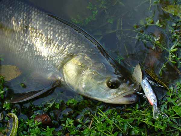Как ловить жереха в августе