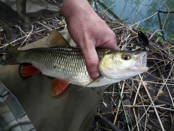 Осенняя ловля жереха на спиннинг