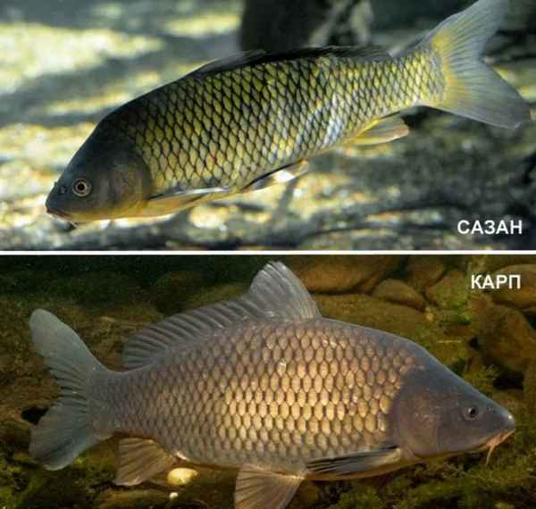 Чем отличается карп от сазана, в чём разница и что лучше