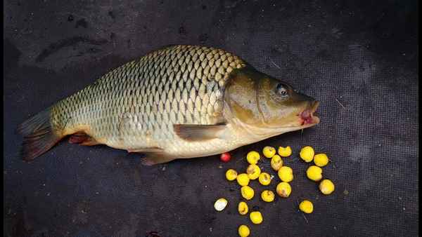 Особенности ловли карася на кукурузу