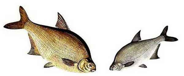 Разница между лещом и подлещиком