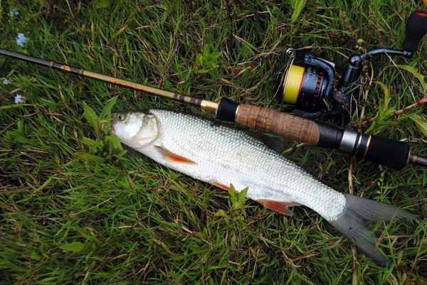 Особенности рыбалки на жереха летом, как ловить на спиннинг