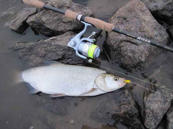 Как правильно ловить жереха на спиннинг