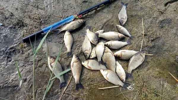 Как ловить карася в сентябре на поплавочную удочку