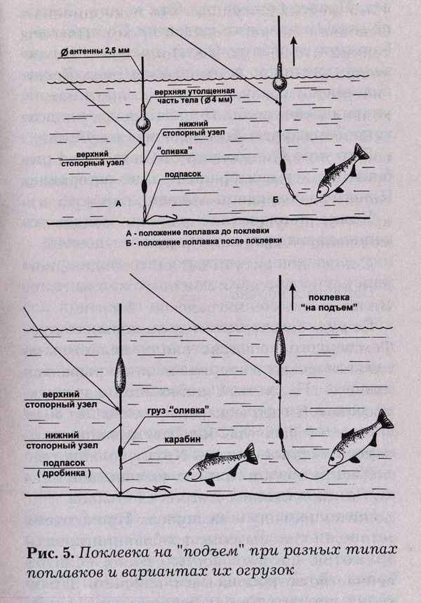 Особенности ловли карася на поплавочную удочку в августе