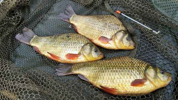 Почему карась плохо клюёт и как привлечь рыбу