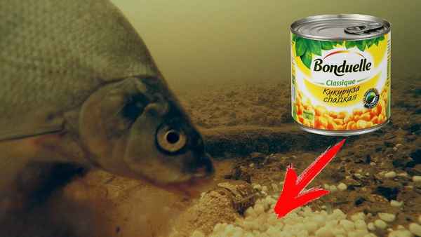 Особенности ловли леща на кукурузу