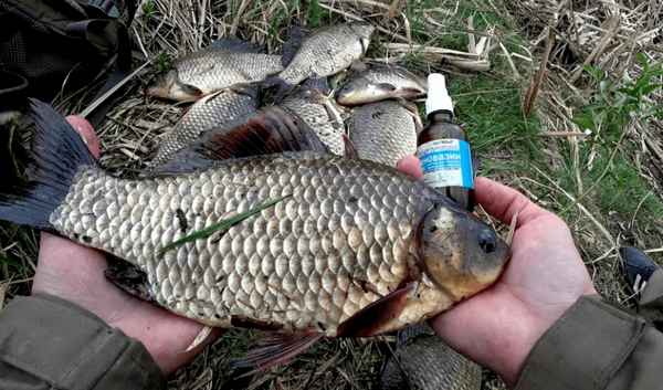 Как ловить карася в апреле