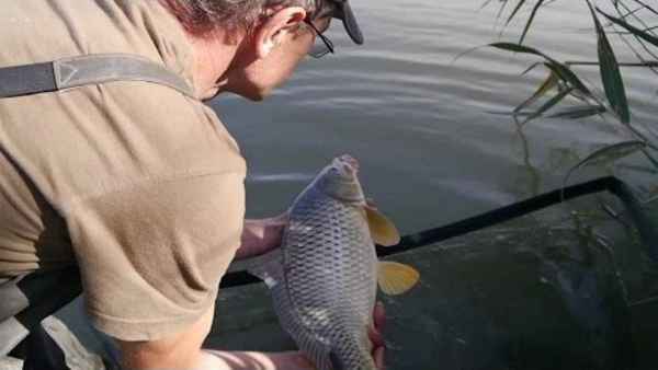 Особенности ловли сазана в сентябре