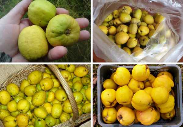 Японская айва: сбор, хранение и переработка плодов