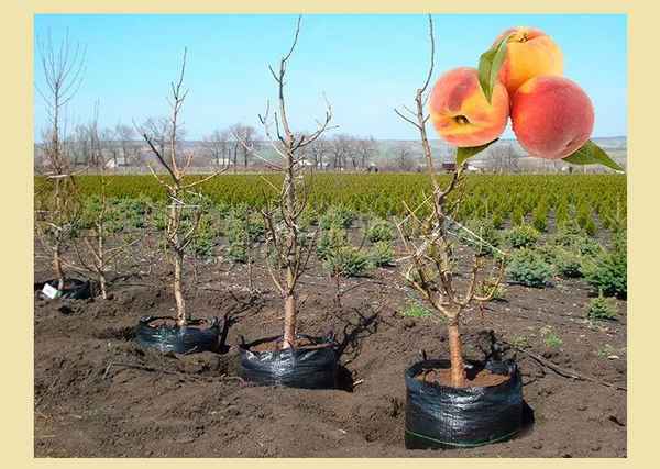 Когда и как правильно сажать персик?