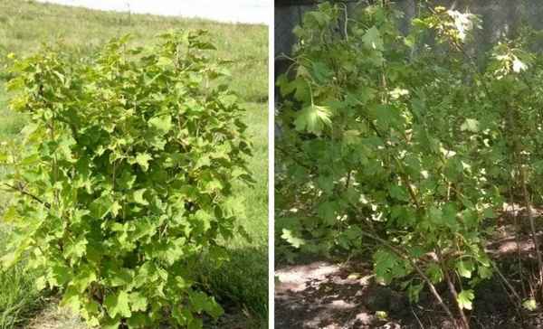 Где сажать смородину — в тени или на солнце?