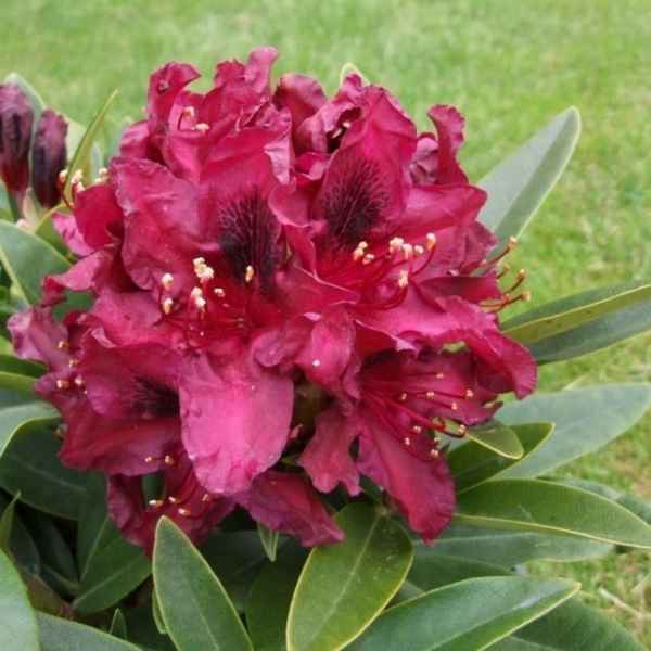 Всё о рододендроне гибридном Кали