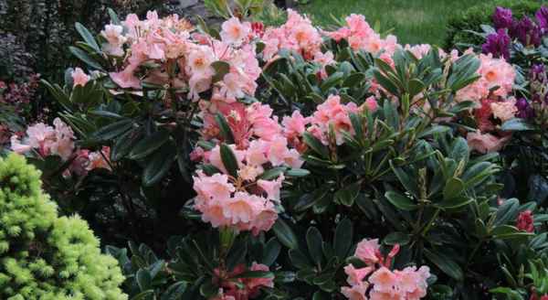 Посадка и уход за рододендроном Флаутандо