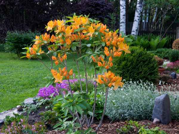 Описание и выращивание рододендрона Голден Лайтс