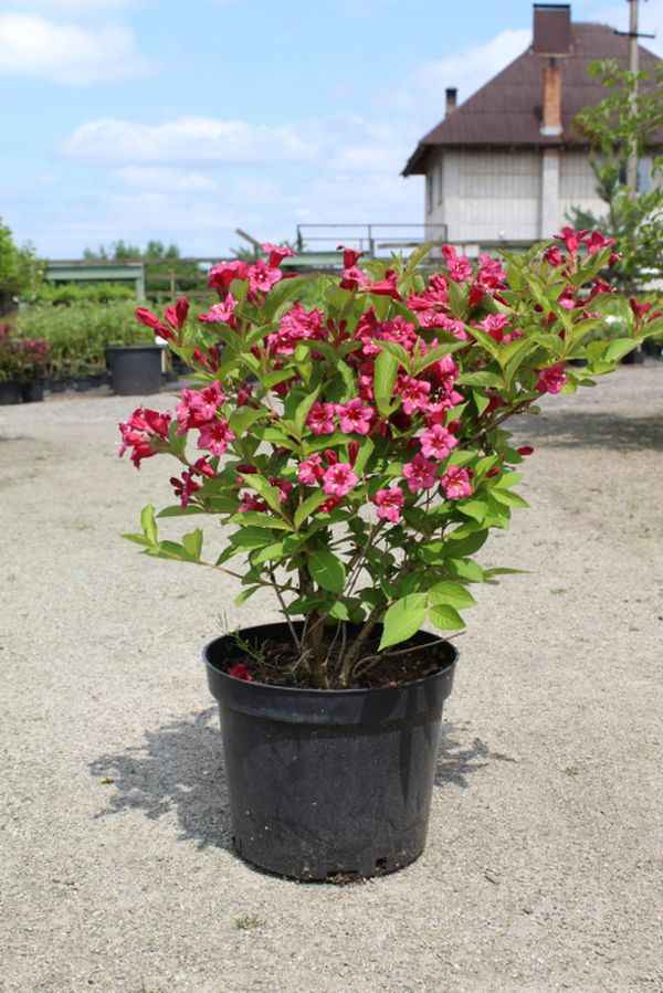 Вейгела Бристоль Руби: описание и выращивание сорта