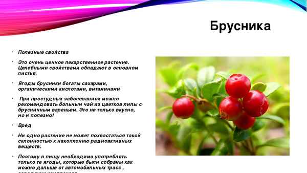 Польза и вред брусники