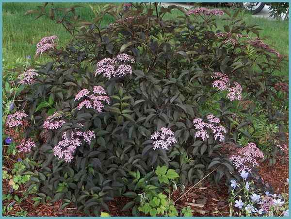 Где и как правильно посадить бузину чёрную