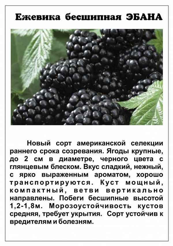 Популярные сорта ежевики — основные хаpaктеристики