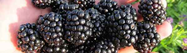 Особенности выращивания ежевики сорта Газда