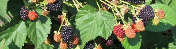 Ежевика Чёрный принц: основные хаpaктеристики, особенности