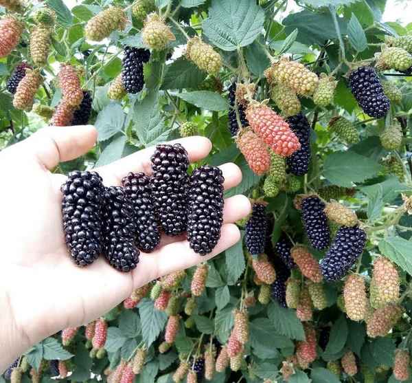 Особенности выращивания ежевики сорта Каpaка Блэк