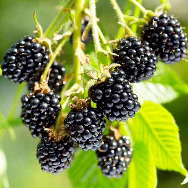 Описание сорта и особенности выращивания ежевики Арапахо