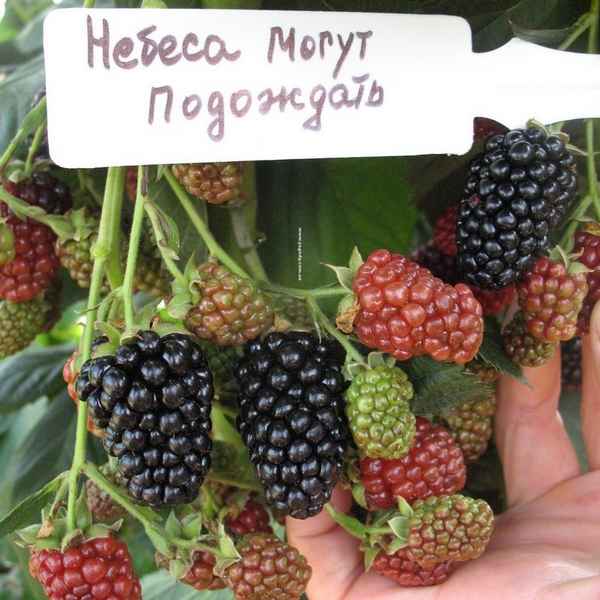 Преимущества и недостатки ежевики сорта Небеса могут подождать