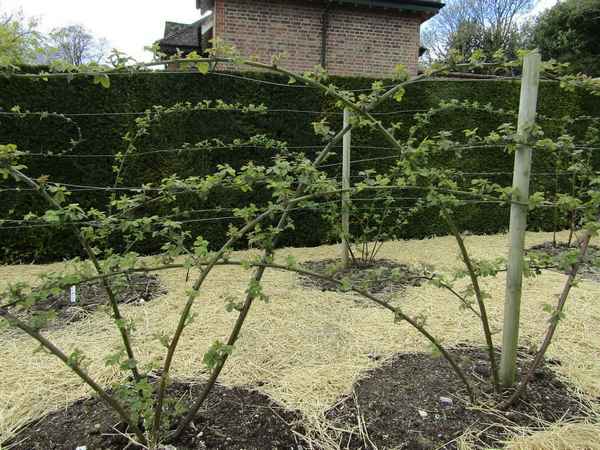 Способы подвязки садовой ежевики: описание