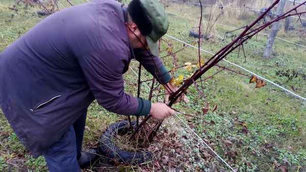 Осенняя обрезка и подготовка ежевики к зиме