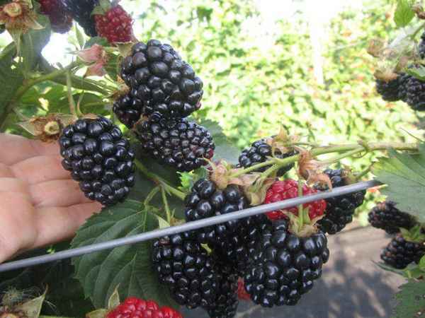 Особенности выращивания ежевики сорта Апачи