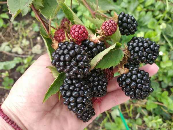 Хаpaктеристика ежевики Блэк Сатин (Black Satin), как посадить, урожайность