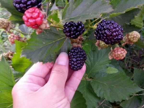 Сорт ежевики Рубен: достоинства и недостатки