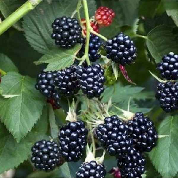 Ежевика садовая сорта Торнлесс Эвергрин — основные хаpaктеристики, агротехника