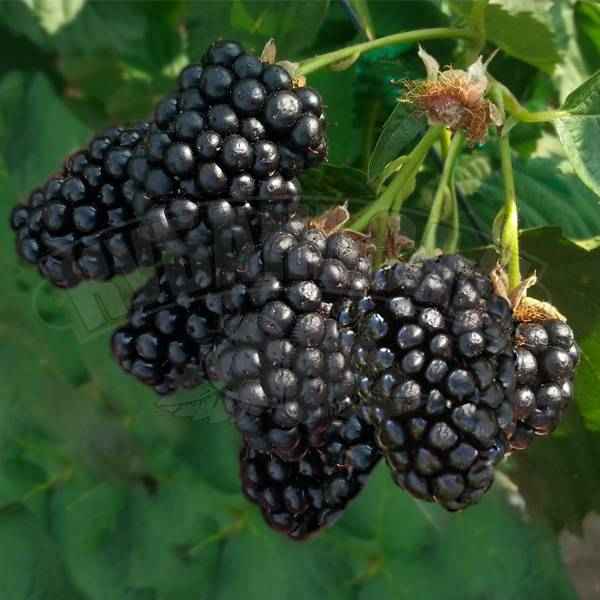 Ежевика Натчез: хаpaктеристика, урожайность сорта