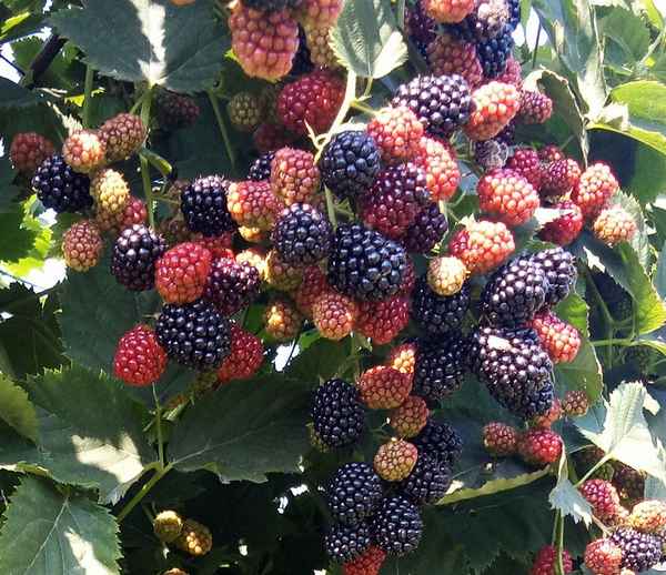 Сорт ежевики Чачанска Бестрна: особенности, выращивание